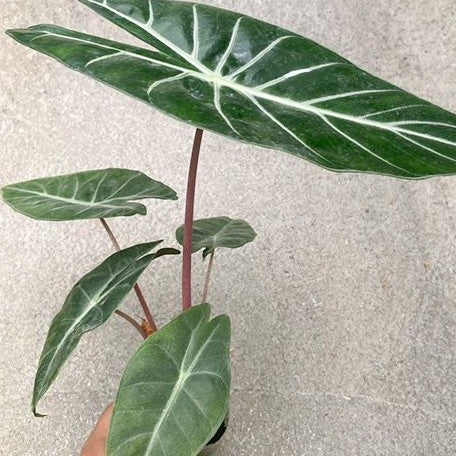 Alocasia Morocco 2.5"