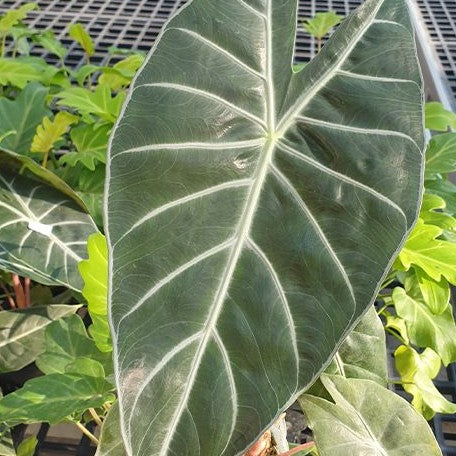 Alocasia Morocco 2.5"