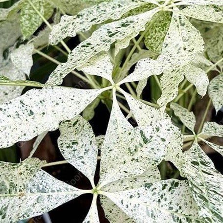 Pachira glabra 'Milky Way' variegated 2.5" unrooted stick *On Hand*