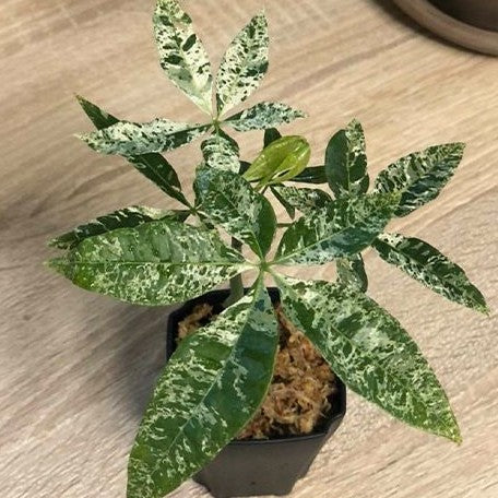 Pachira glabra 'Milky Way' variegated 2.5" unrooted stick