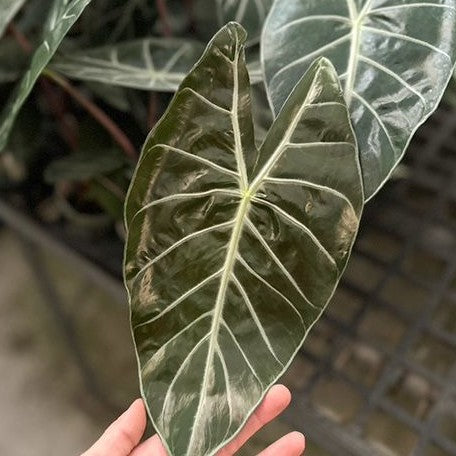 Alocasia Morocco 2.5"