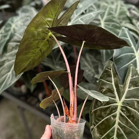 Alocasia Morocco 2.5"