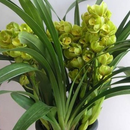 Cymbidium Eastern Wind 'Emerald' 3.0"