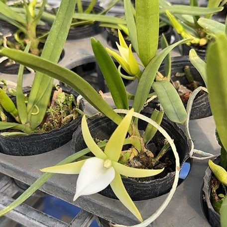 Angraecum elephantinum × sib 2.0"