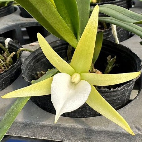 Angraecum elephantinum × sib 2.0"