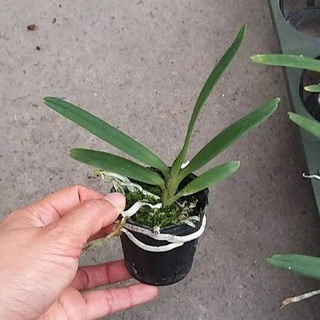 Angraecum elephantinum × sib 2.0"