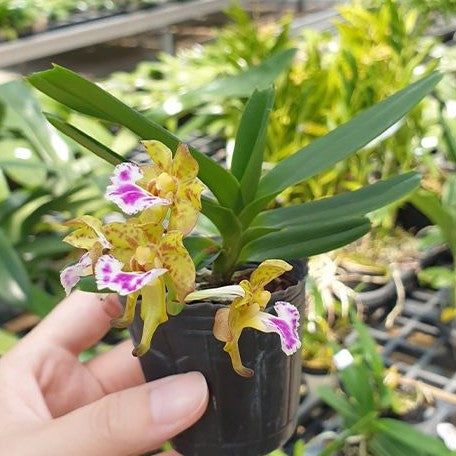 Aerides flabellata × sib 1.7"