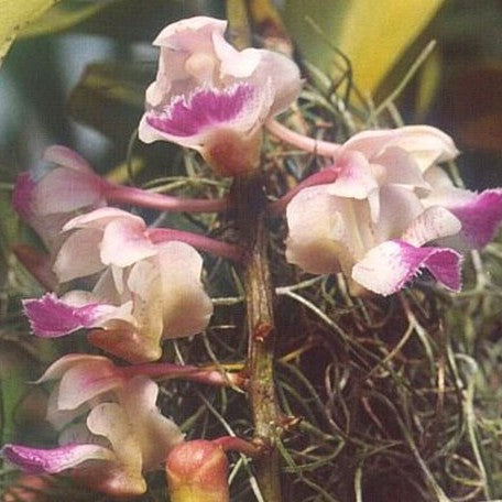 Aerides falcata × sib 1.7"