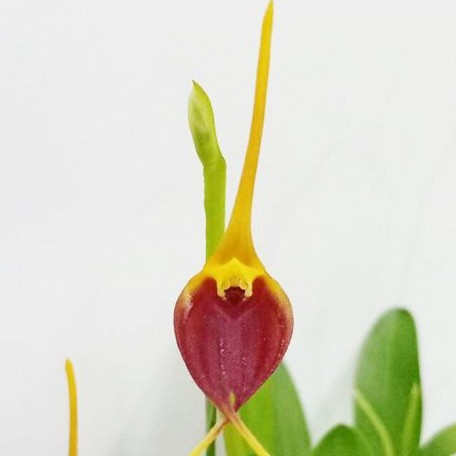 Masdevallia weberbaueri × impostor 1.7"