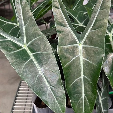 Alocasia longiloba 'Lowii Complex' 2.5" *On Hand*