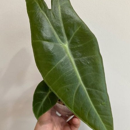 Alocasia longiloba 'Lowii Complex' 2.5"