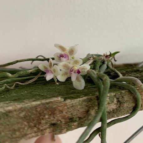 Chiloschista sakura × sib bareroot – OrchidBox Wholesale Chiloschista sakura × sib bareroot – OrchidBox Wholesale