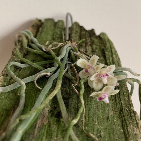 Chiloschista sakura × sib bareroot