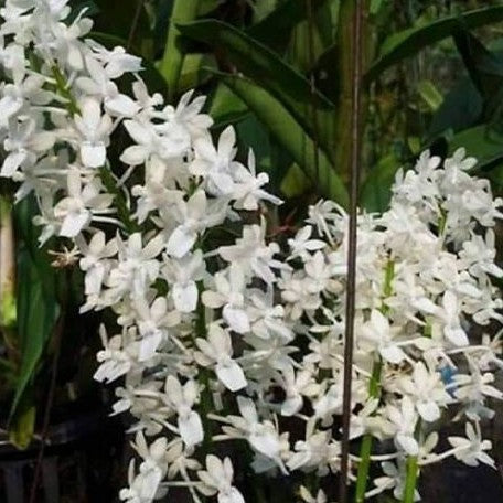 Aerides mitrata var. alba × sib bareroot