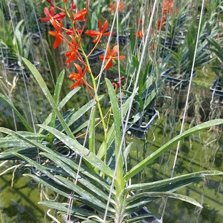 Renanthera philippinensis × Vanda falcata bareroot Fragrant