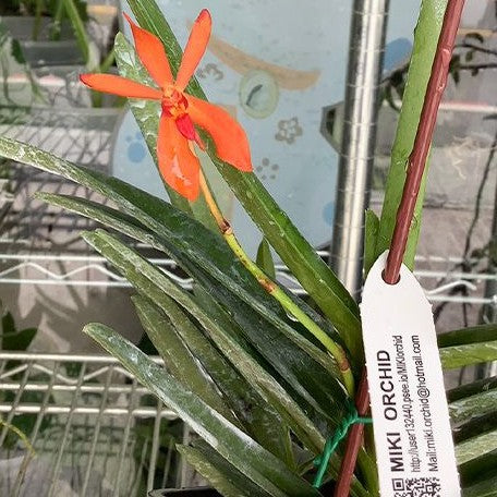 Renanthera philippinensis × Vanda falcata bareroot Fragrant