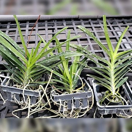 Renanthera philippinensis × Vanda falcata bareroot