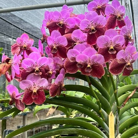 Vanda sanderiana × sib bareroot