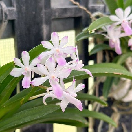 Vanda falcata × coelestis 'Pink' bareroot