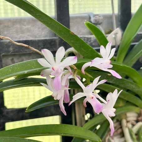 Vanda falcata × coelestis 'Pink' bareroot