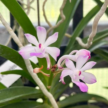 Vanda falcata × coelestis 'Pink' bareroot Fragrant