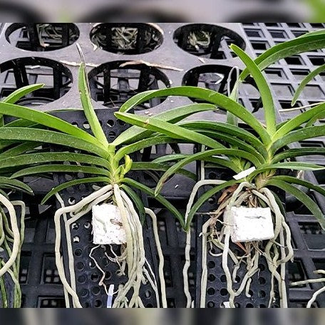 Vanda falcata × coelestis 'Pink' bareroot