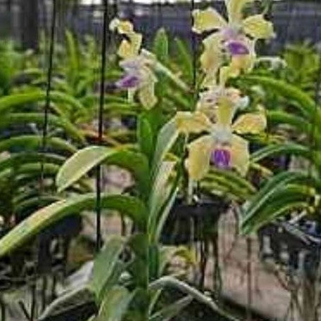 Vanda tessellata var. alba × semi alba bareroot