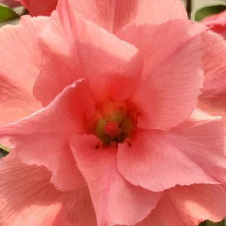 Adenium Obesum 'Young' bareroot