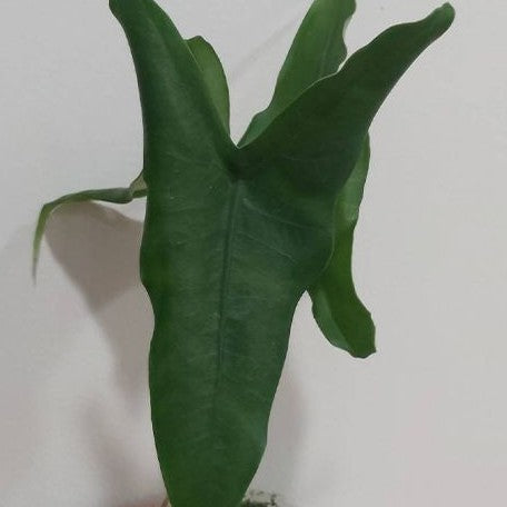 Alocasia tigrina superba 2.5"