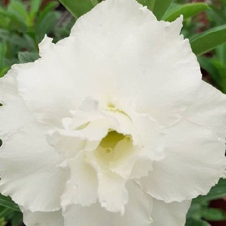 Adenium Obesum 'White Dolphin' bareroot