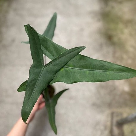 Alocasia tigrina superba 2.5"