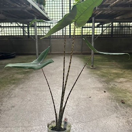 Alocasia tigrina superba 2.5"