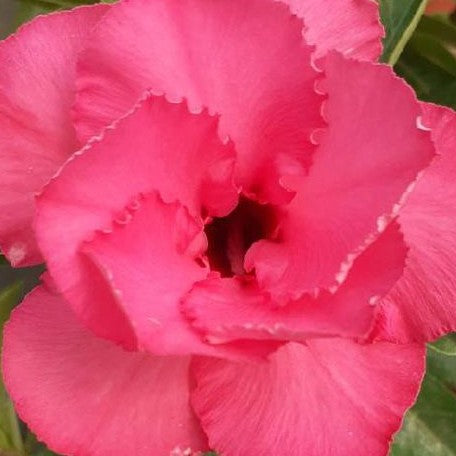 Adenium Obesum 'Tipsy Peach' bareroot