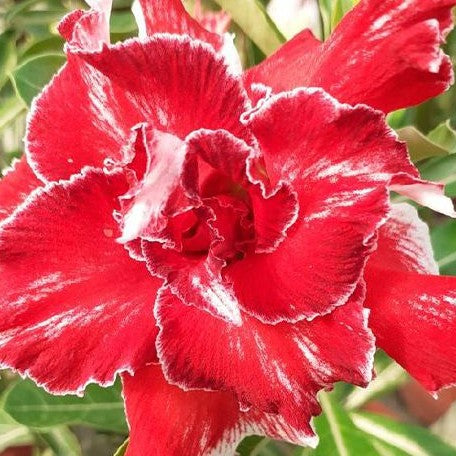 Adenium Obesum 'Tang' bareroot