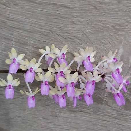 Aerides mitrata × sib bareroot