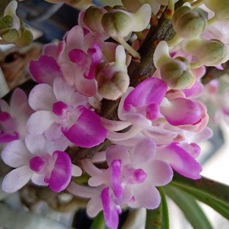 Aerides mitrata × sib bareroot Fragrant