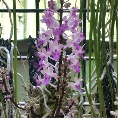 Aerides mitrata × sib bareroot Fragrant