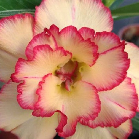 Adenium Obesum 'Sun' bareroot