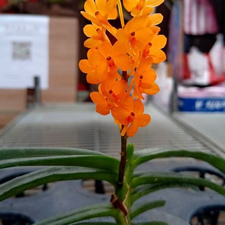 Ascocentrum miniatum × sib bareroot