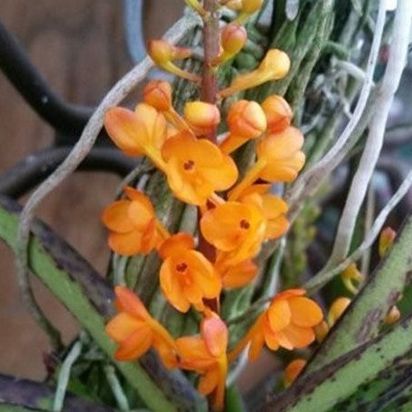 Ascocentrum miniatum × sib bareroot