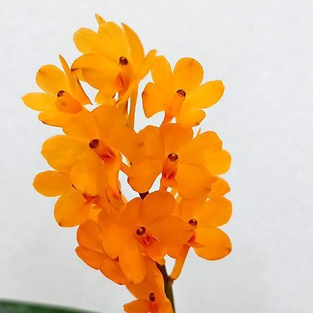 Ascocentrum miniatum × sib bareroot