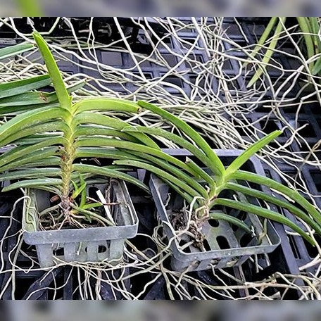 Ascocentrum miniatum × sib bareroot