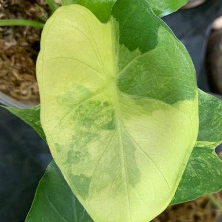 Alocasia odora 'Aurea Variegata' variegated 2.5"
