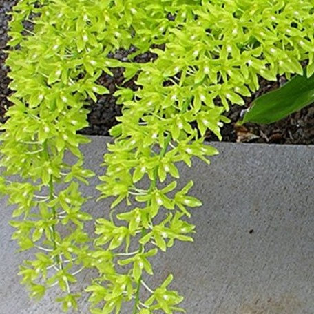 Grammatophyllum scriptum var. Citrinum (variegata) variegated 4.0"