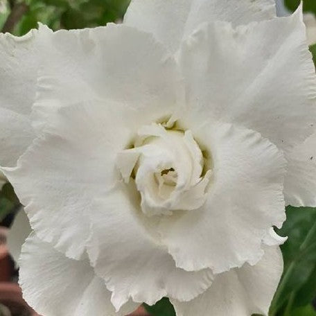 Adenium Obesum 'Snow Beauty' bareroot