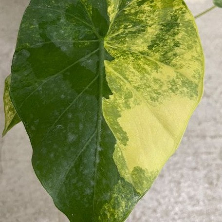 Alocasia odora 'Aurea Variegata' variegated 2.5"