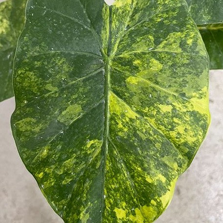 Alocasia odora 'Aurea Variegata' variegated 2.5"