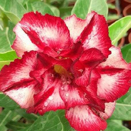 Adenium Obesum 'Ray' bareroot