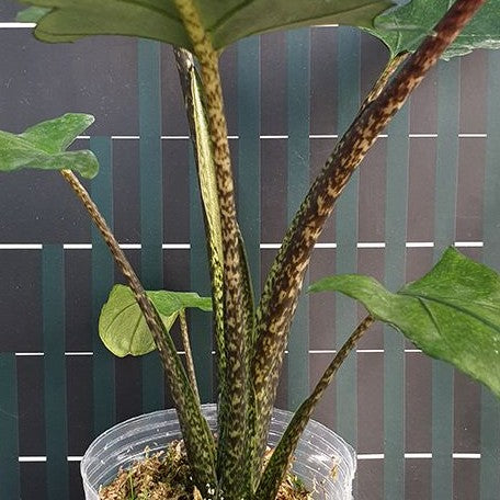 Alocasia lauterbachiana 2.5"