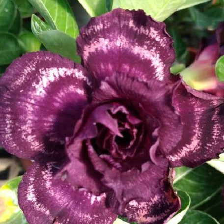 Adenium Obesum 'Purple Halo' bareroot